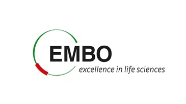 Prof. dr. sc. Iva Tolić izabrana u  Europsku organizaciju za molekularnu biologiju (EMBO)